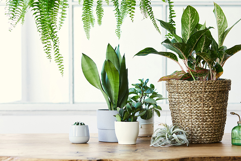 Bringing Nature Indoors: A Guide to Green Home Decor